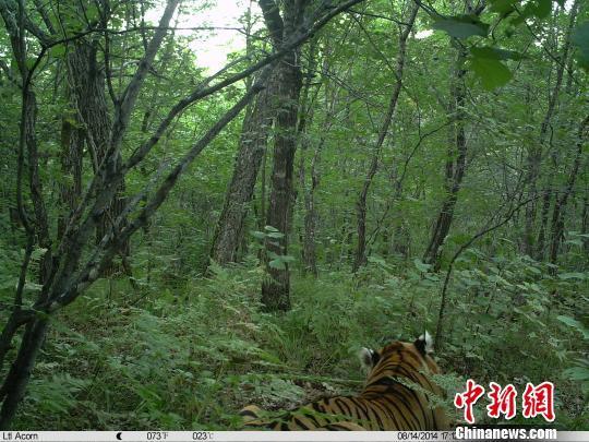 黑龙江双鸭山林业局再现野生东北虎袭击家畜(图)